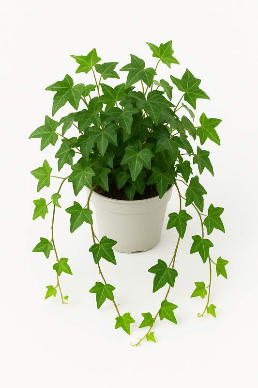 Trailing Common Ivy (Hedera Helix)