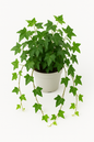 Trailing Common Ivy (Hedera Helix)